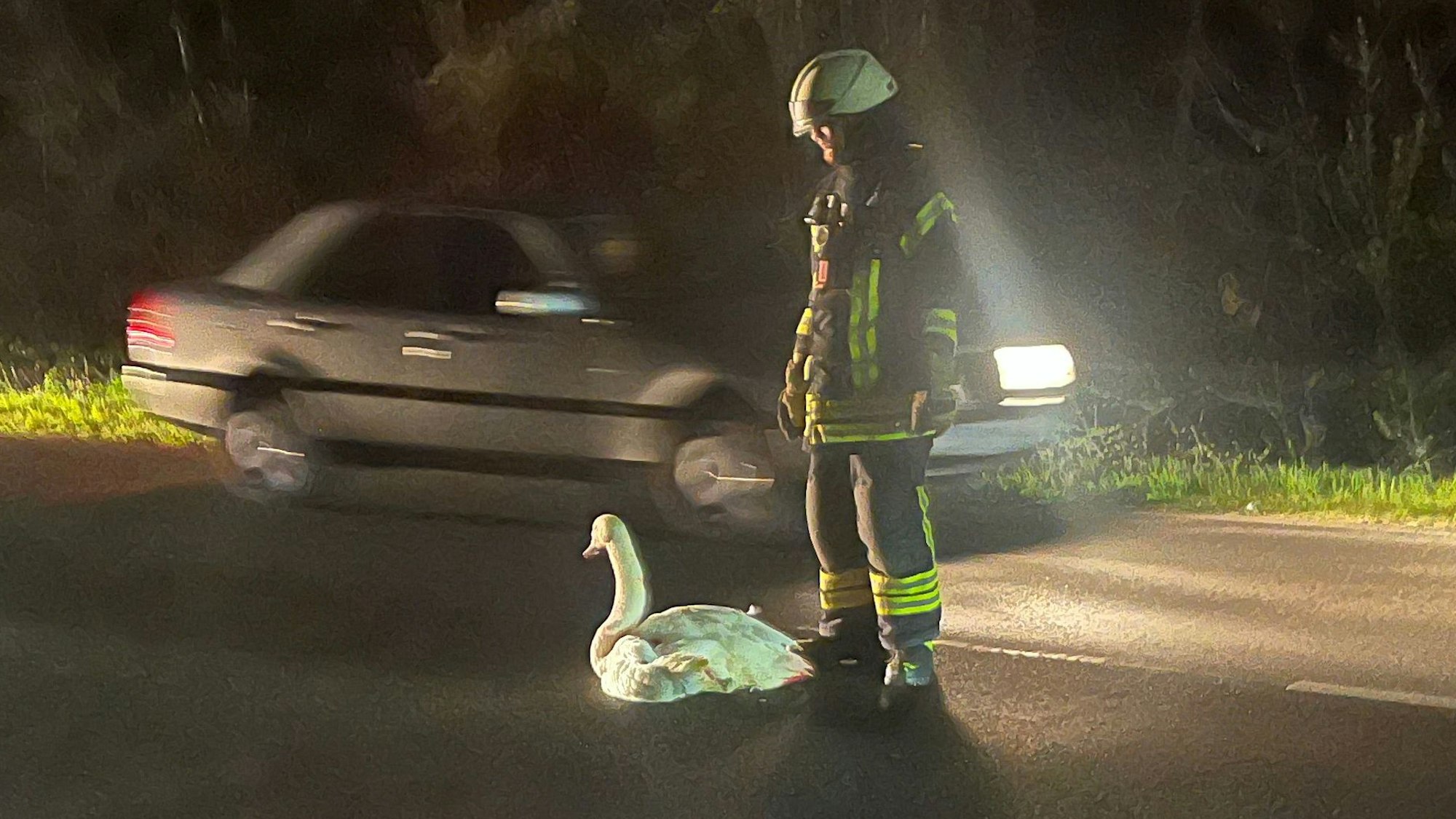 Auf der Landstraße bei Weilerhof irrte ein verletzter Schwan herum. Die Feuerwehr rettete ihn und brachte ihn zum Retscheider Hof nach Bad Honnef.