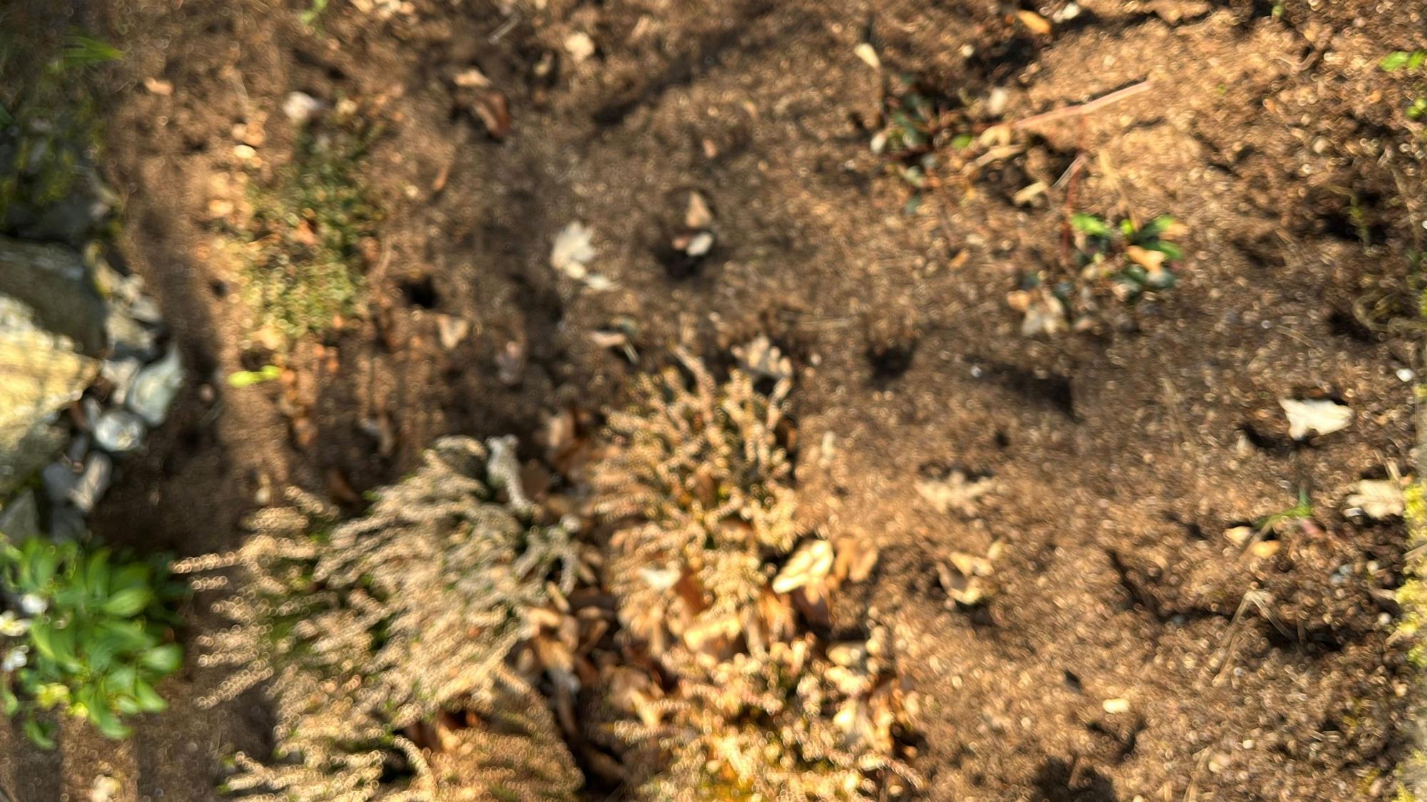 In der braunen Erde sind die Hufspuren der Rehe zu sehen.