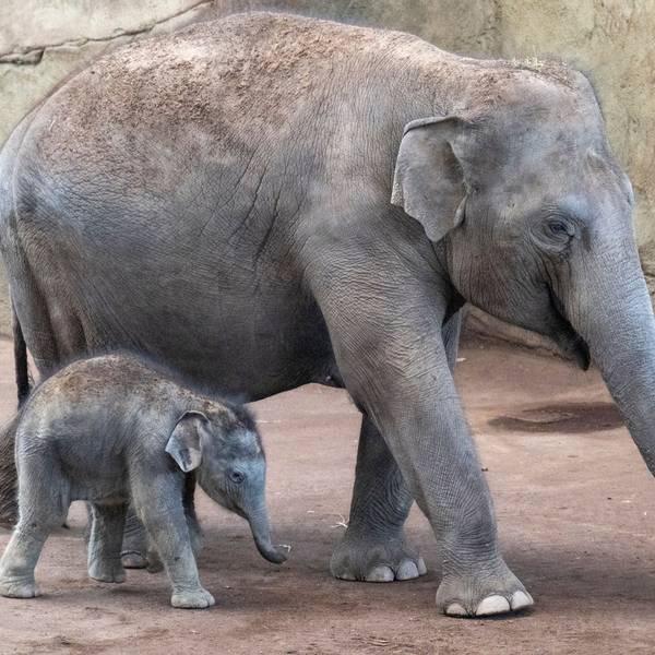 30.03.2025, Köln: Das neue Elefantenbaby Taro weicht seiner Mutter Marlar nicht von der Seite.