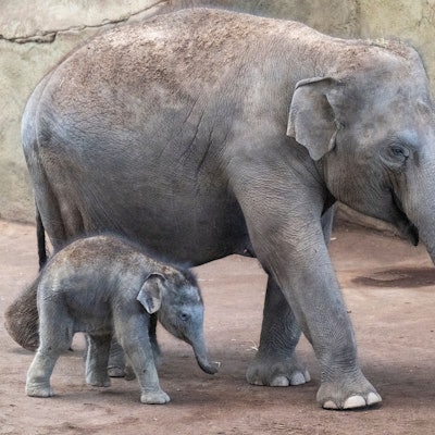 30.03.2025, Köln: Das neue Elefantenbaby Taro weicht seiner Mutter Marlar nicht von der Seite.