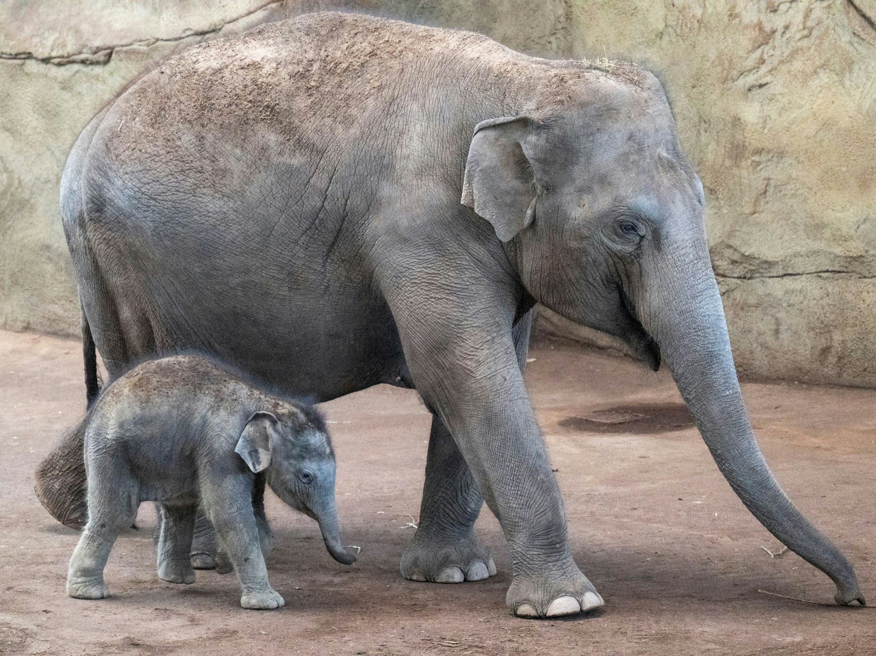 30.03.2025, Köln: Das neue Elefantenbaby Taro weicht seiner Mutter Marlar nicht von der Seite.