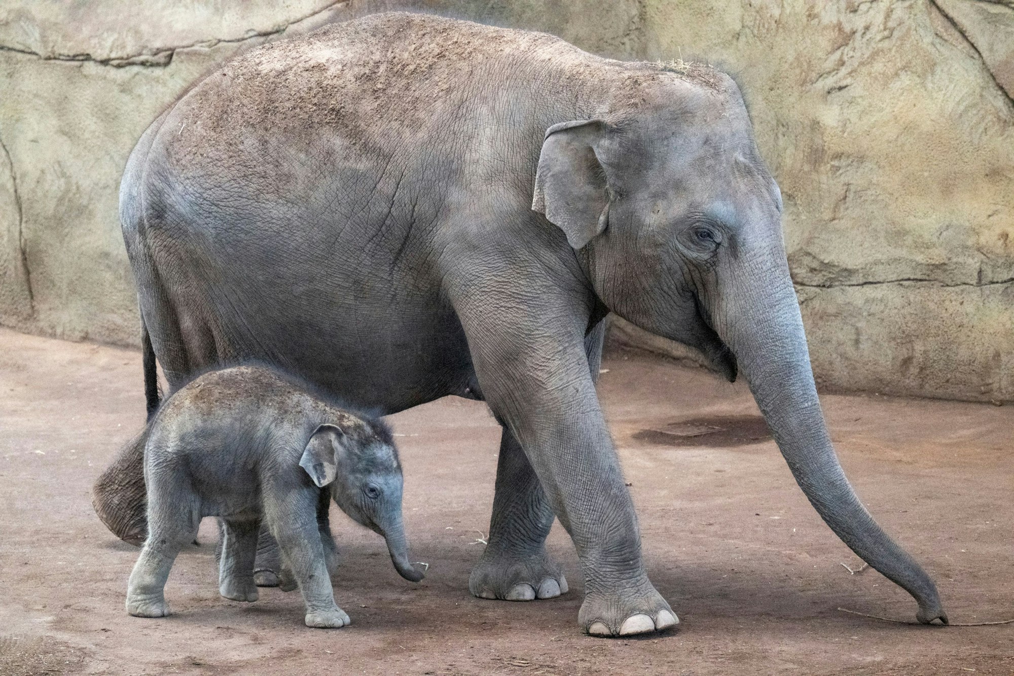 30.03.2025, Köln: Das neue Elefantenbaby Taro weicht seiner Mutter Marlar nicht von der Seite Am Elefantentag ist der Zoo gut besucht. Foto: Uwe Weiser