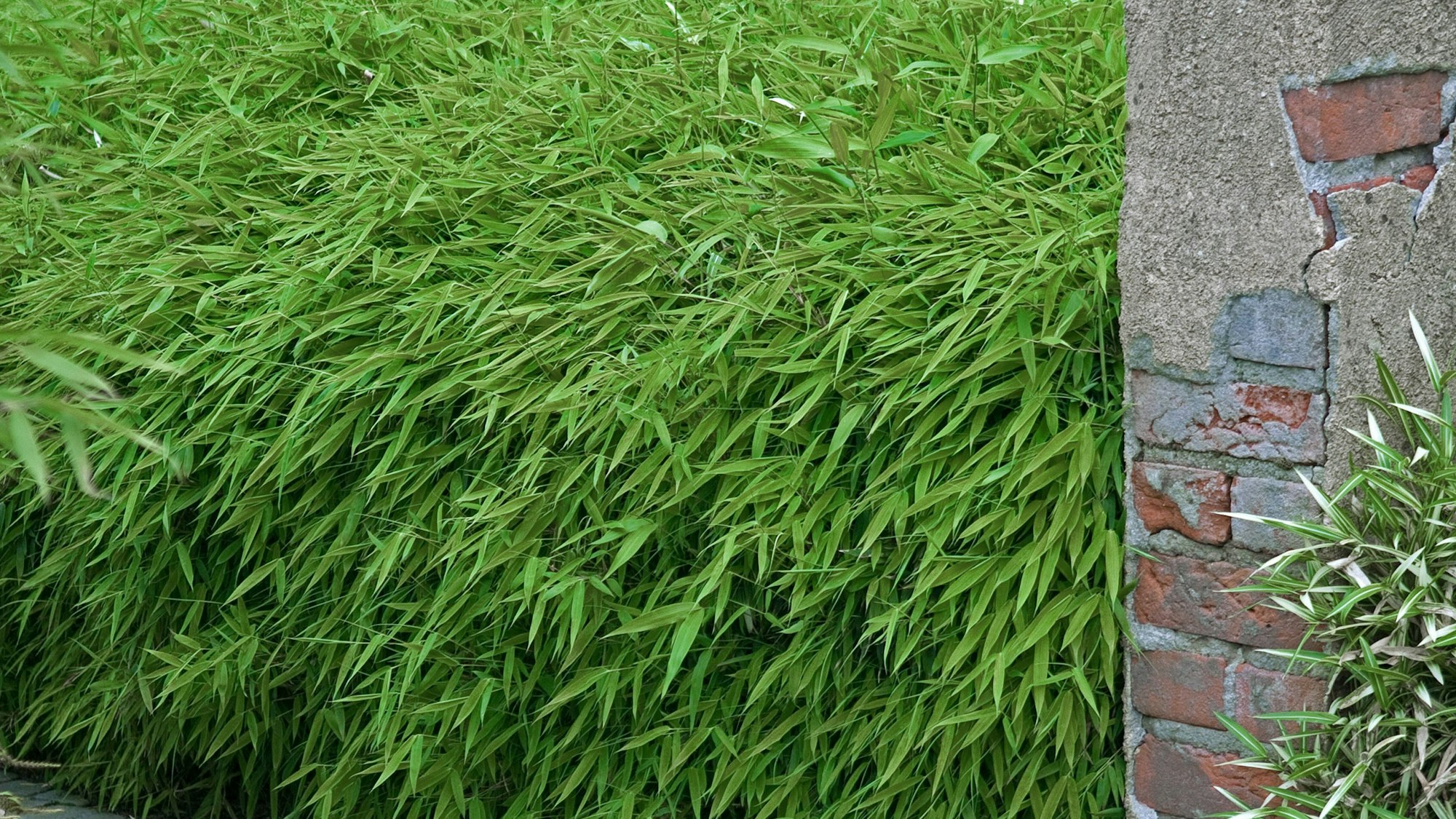 Ist auch Bambus eine Hecke? Damit beschäftigte sich jetzt ein deutsches Gericht.