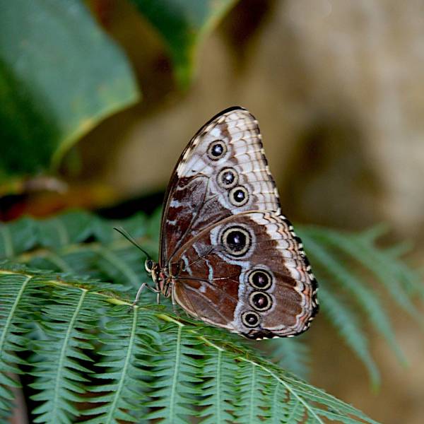 Ein Morpho-Schmetterling sitzt mit zusammengeklappten Flügeln auf grünen Blättern.