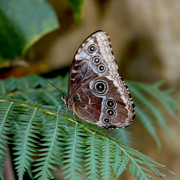 Ein Morpho-Schmetterling sitzt mit zusammengeklappten Flügeln auf grünen Blättern.