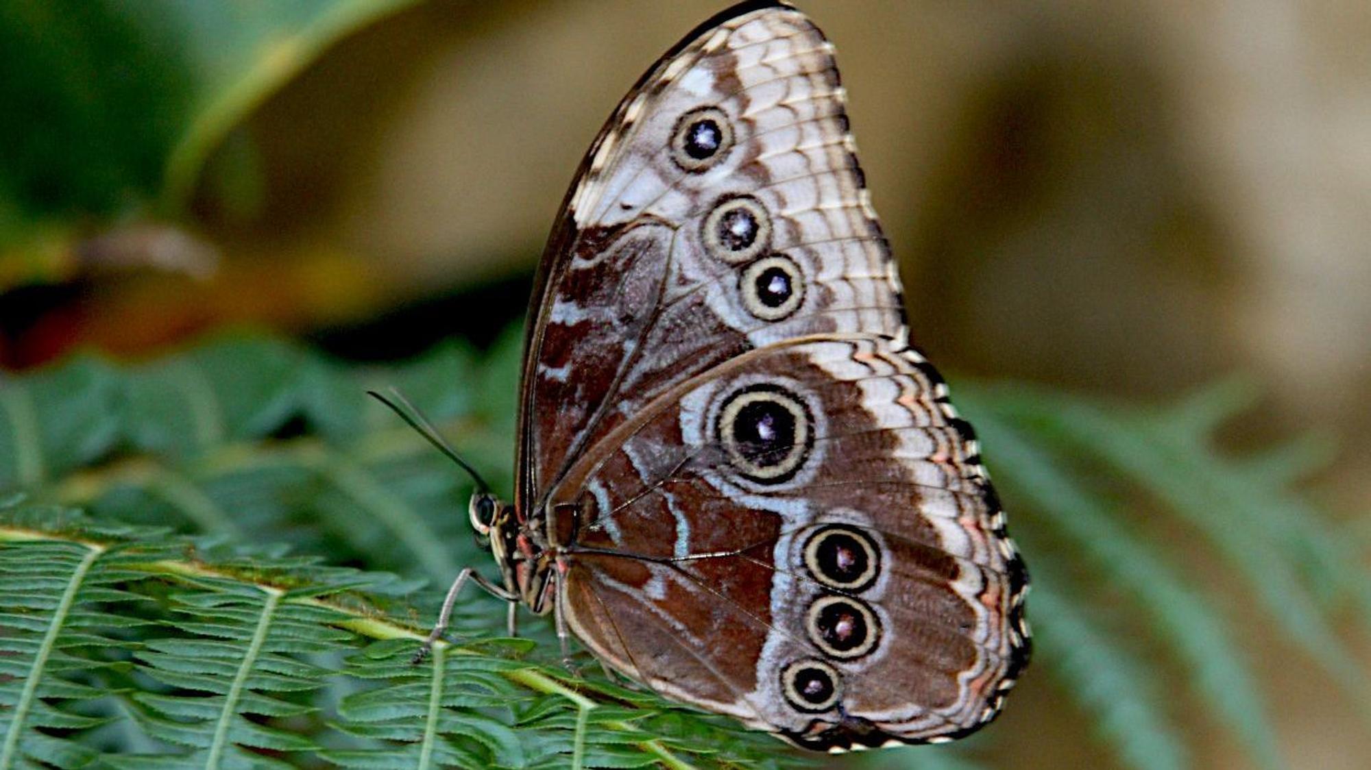 Ein Morpho-Schmetterling sitzt mit zusammengeklappten Flügeln auf grünen Blättern.