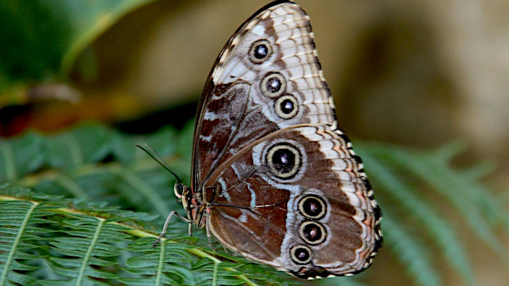 Ein Morpho-Schmetterling sitzt mit zusammengeklappten Flügeln auf grünen Blättern.