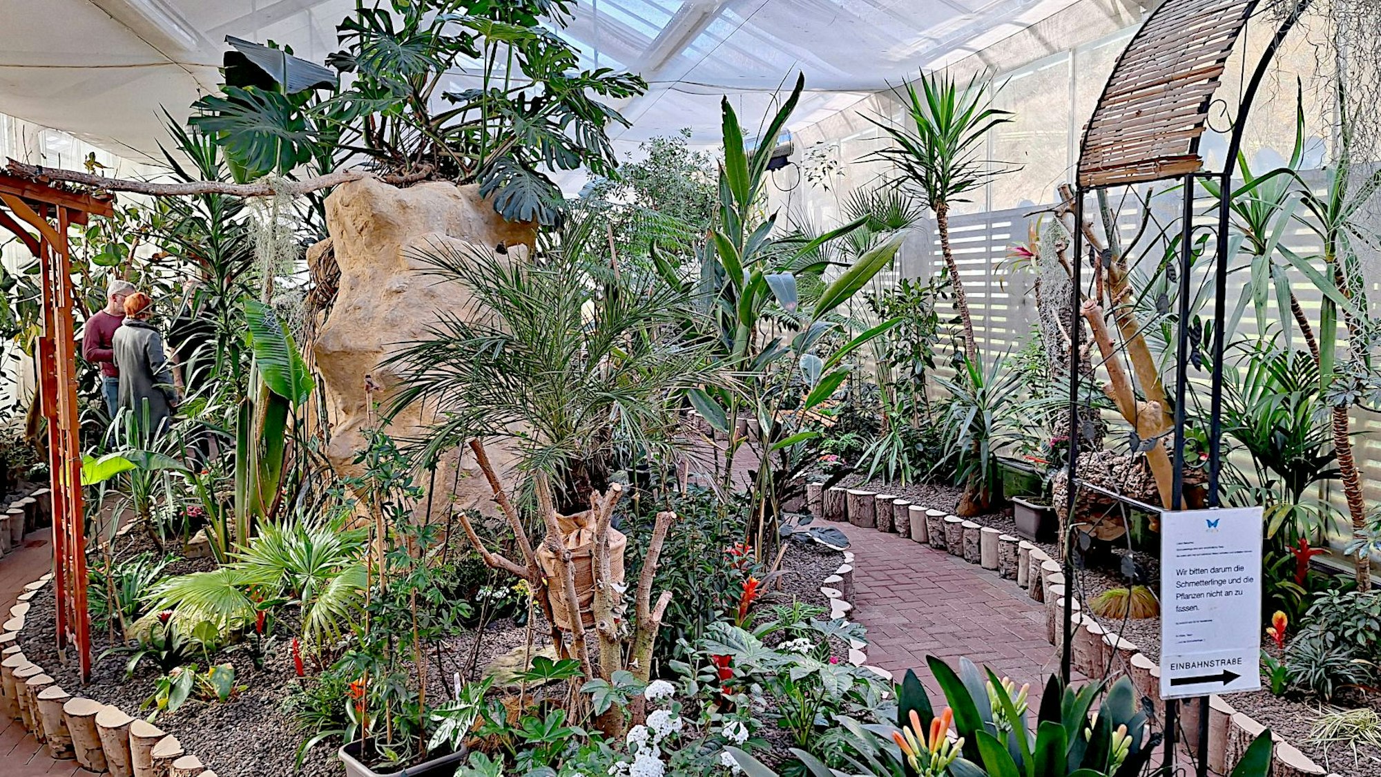Das Bild zeigt zahlreiche Pflanzen im Tropenhaus des Eifalia Schmetterlingsgartens in Blankenheim-Ahrhütte.