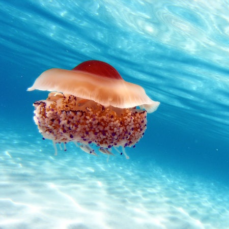 Eine Spiegeleiquallen treibt durchs Meer.