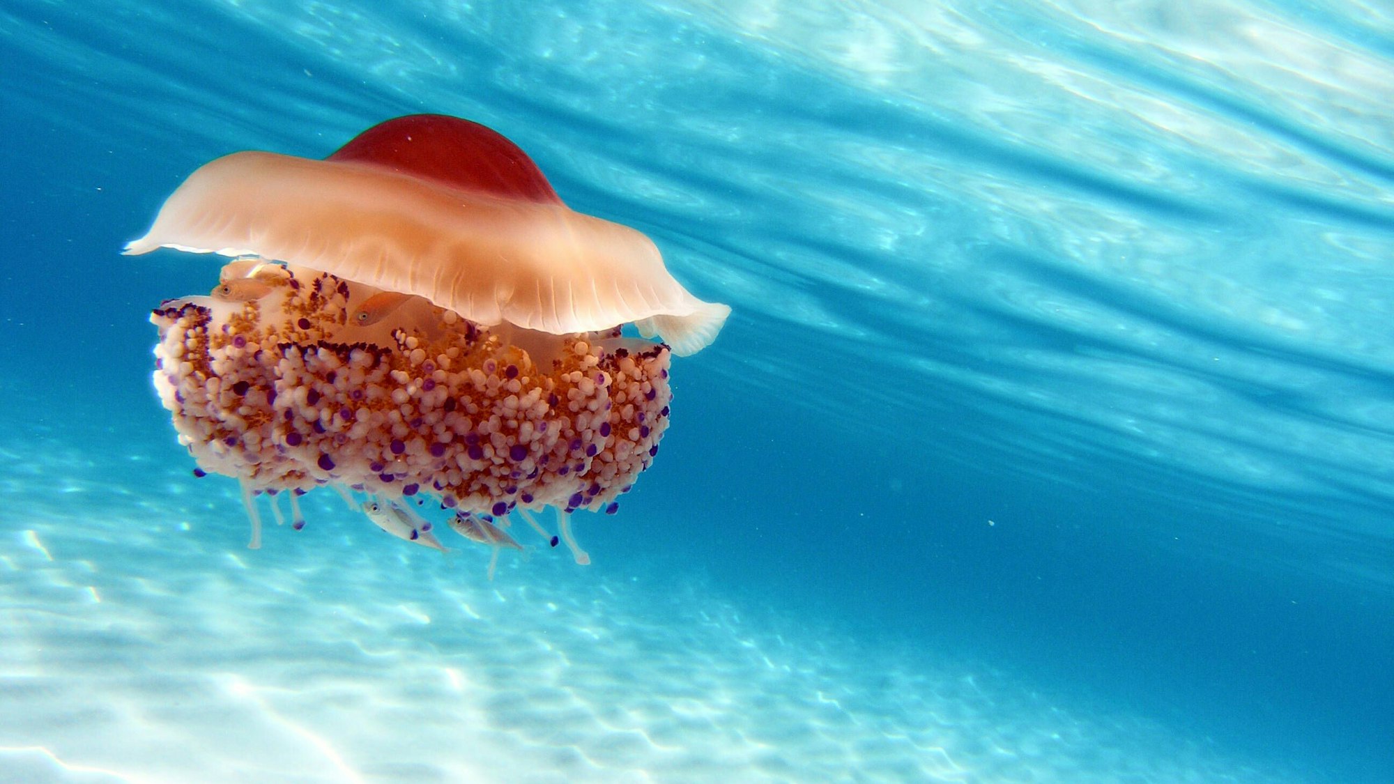 Eine Spiegeleiquallen treibt durchs Meer.