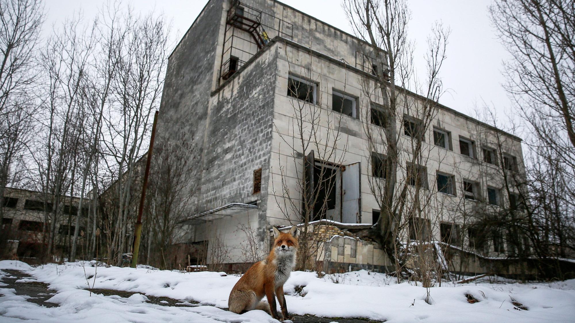 Ein wilder Fuchs sitzt vor einem verlassenen Gebäude.