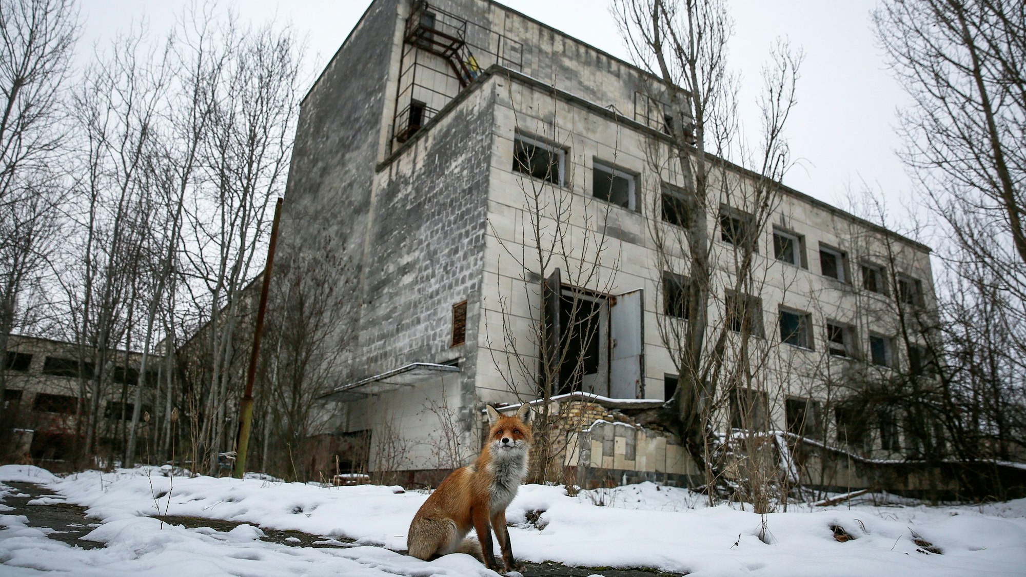 Ein wilder Fuchs sitzt vor einem verlassenen Gebäude.