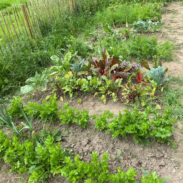 Auf einem eingezäunten Gartenstück wachsen allerlei Gemüsepflanzen.