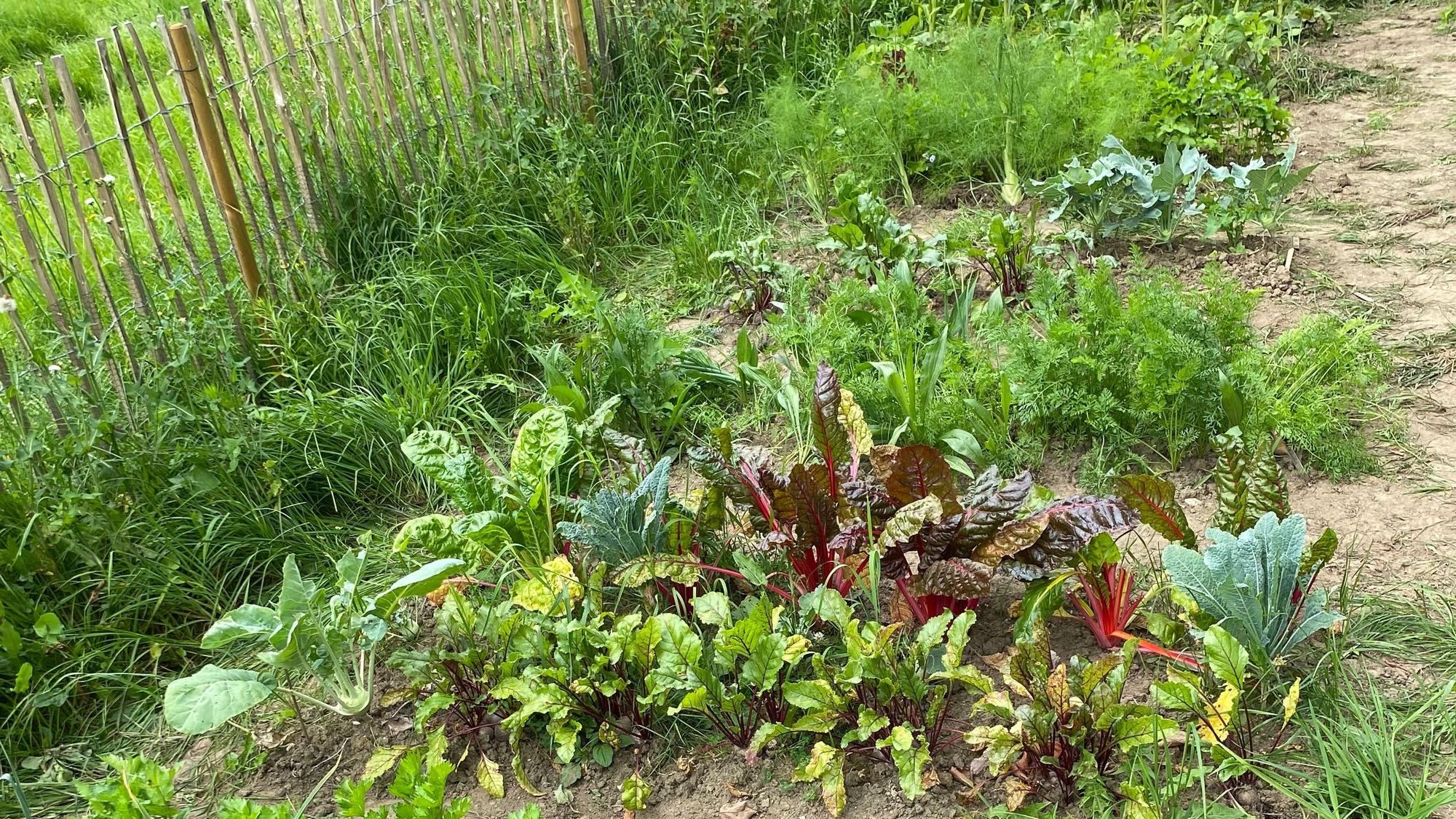 Auf einem eingezäunten Gartenstück wachsen allerlei Gemüsepflanzen.