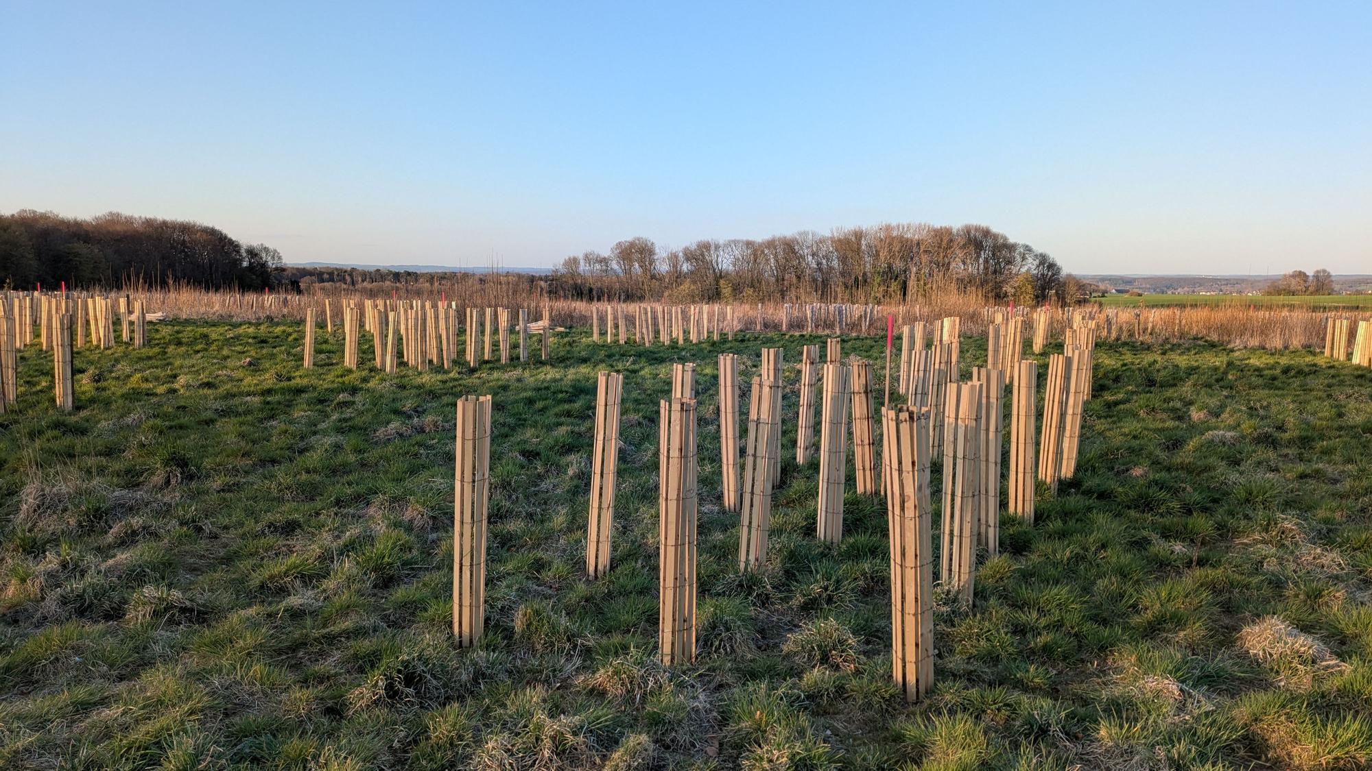 Am Schleifenfelsweg in Bonn-Oberkassel entsteht ein Waldstück aus Traubeneichen, Hainbuchen, Winterlinden sowie Vogelkirschen und Speierlingen.