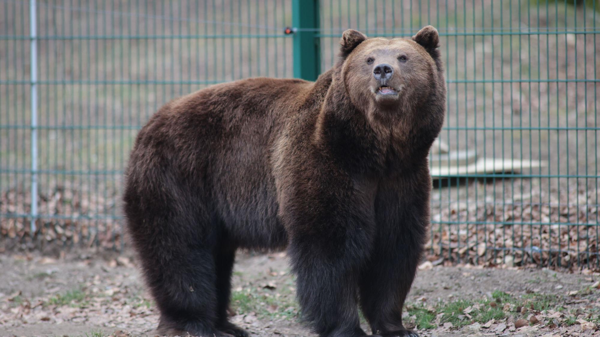 Braunbär Moritz ist aus der Winterruhe erwacht und läuft durch das Gehege im Tierpark in Thale.