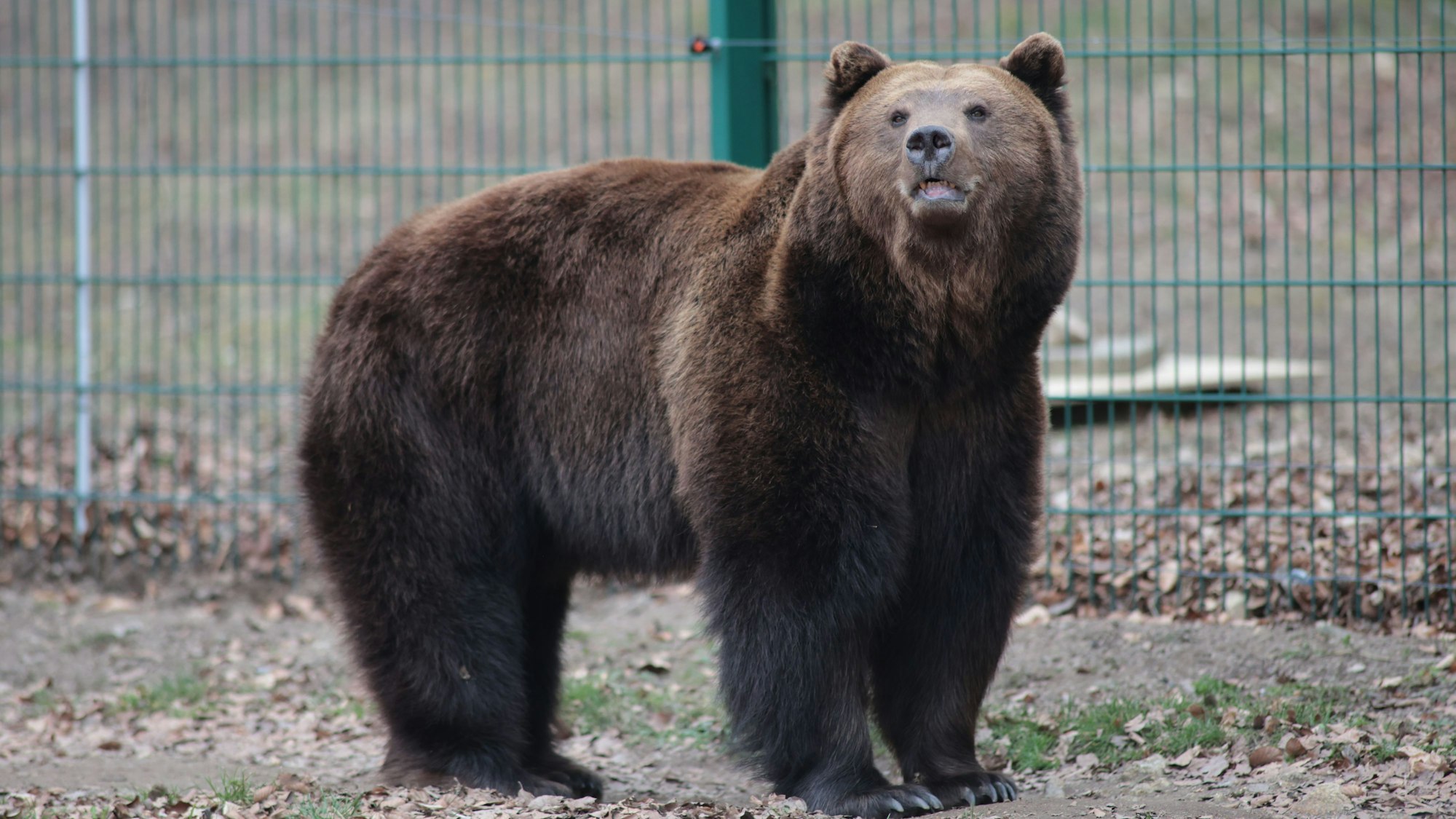 In der Slowakei gibt es mehr als Tausend freilebende Braunbären.