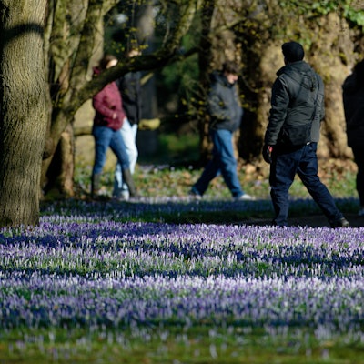 Spaziergänger nutzen das Frühlingswetter für einen Sonntagsspaziergang im Botanischen Garten, wo Krokusse blühen.