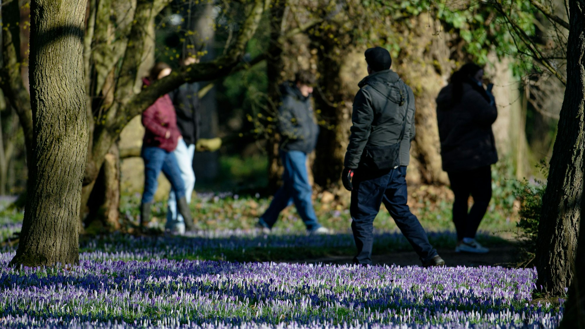 Spaziergänger nutzen das Frühlingswetter für einen Sonntagsspaziergang im Botanischen Garten, wo Krokusse blühen.