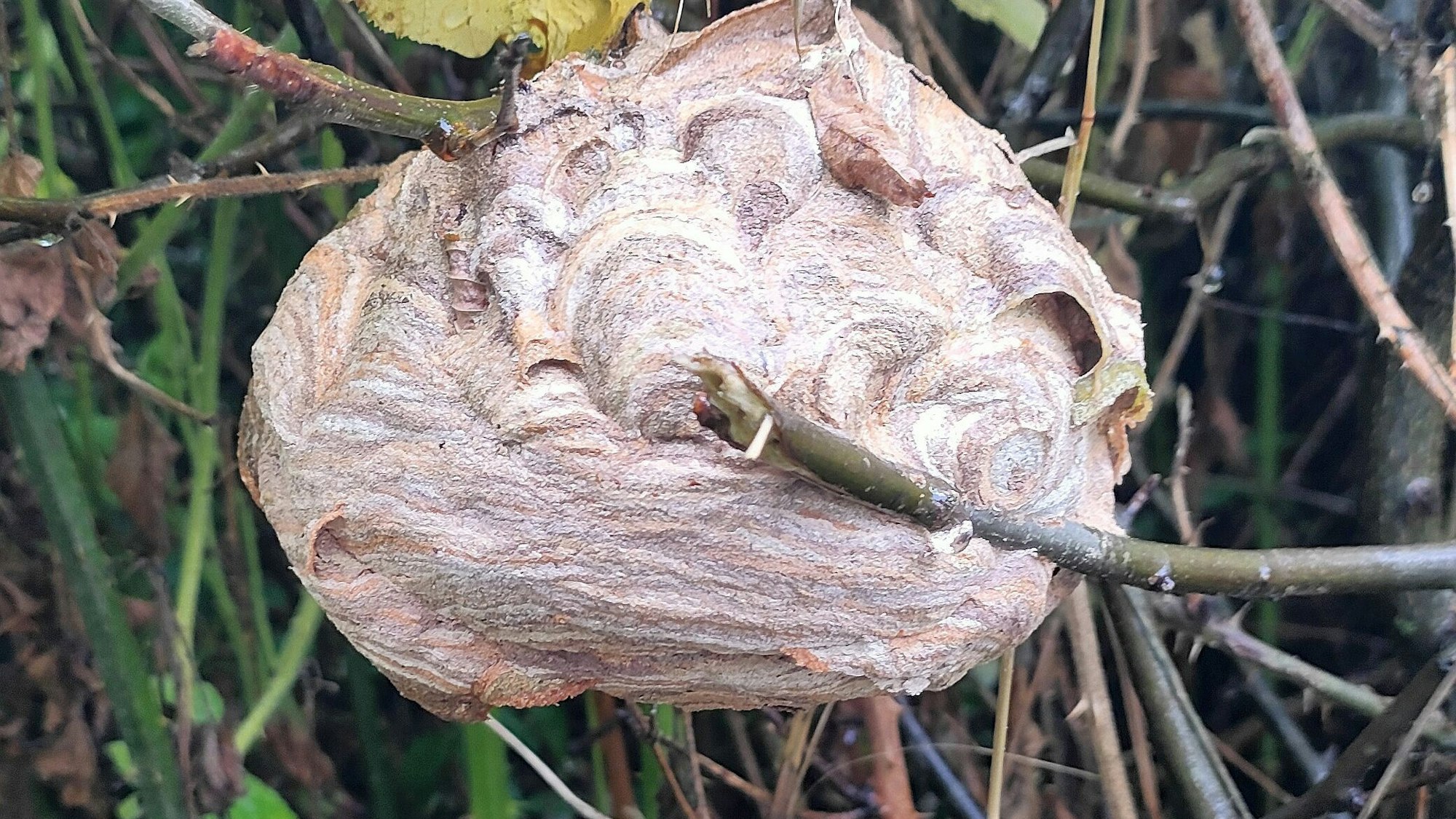 Ein Primärnest in einer Hecke auf dem Gelände der Klinik Holweide