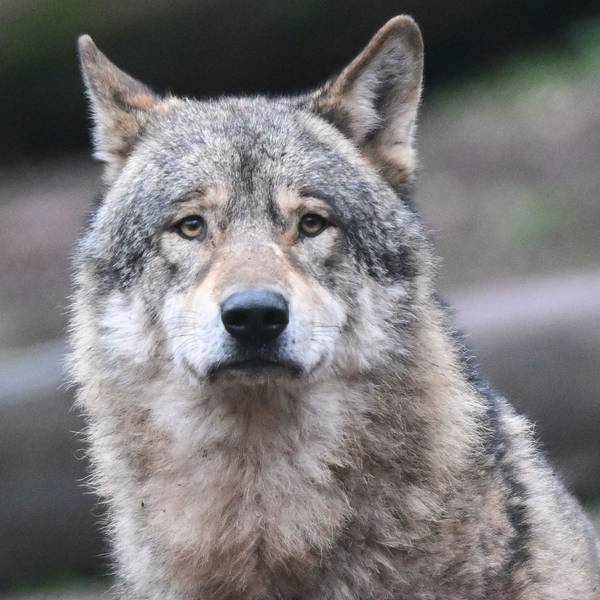 Ein Wolf. (Symbolfoto)