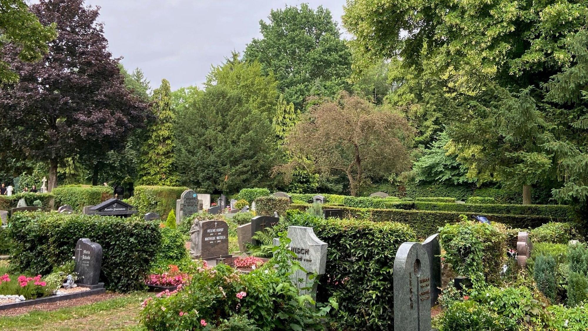 Auf dem Bild sind Gräberreihen auf dem Friedhof St. Audomar und Bäume zu sehen.