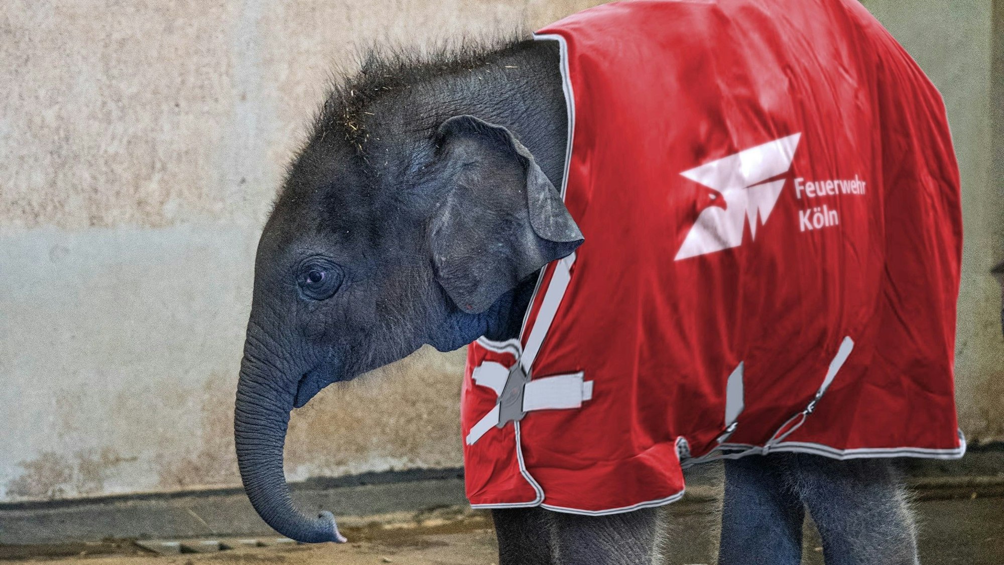 Der neue Feuerwehr-Kollege meldet sich zum Dienst.