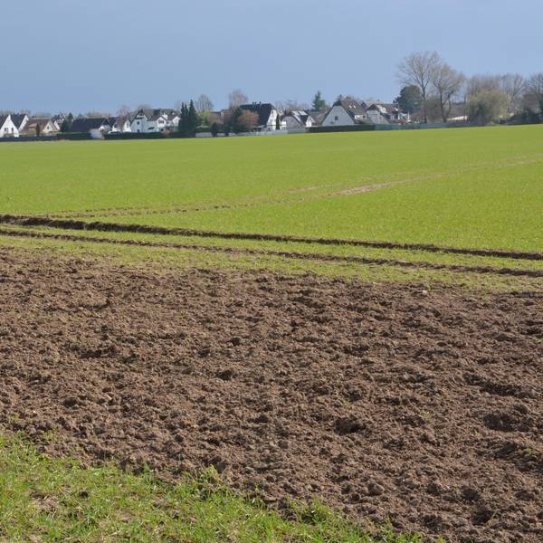 Zu sehen ist ein Feld im Frühling mit Bebauung im Hintergrund.
