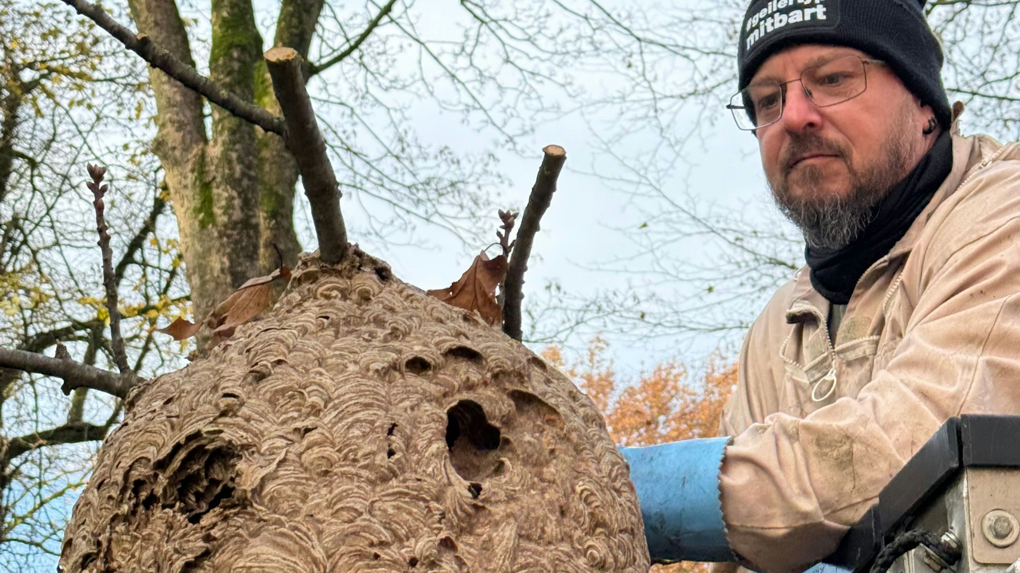 Asiatische Hornisse breitet sich auch in Köln aus. Hier ein großes Nest, allerdings in Hilden