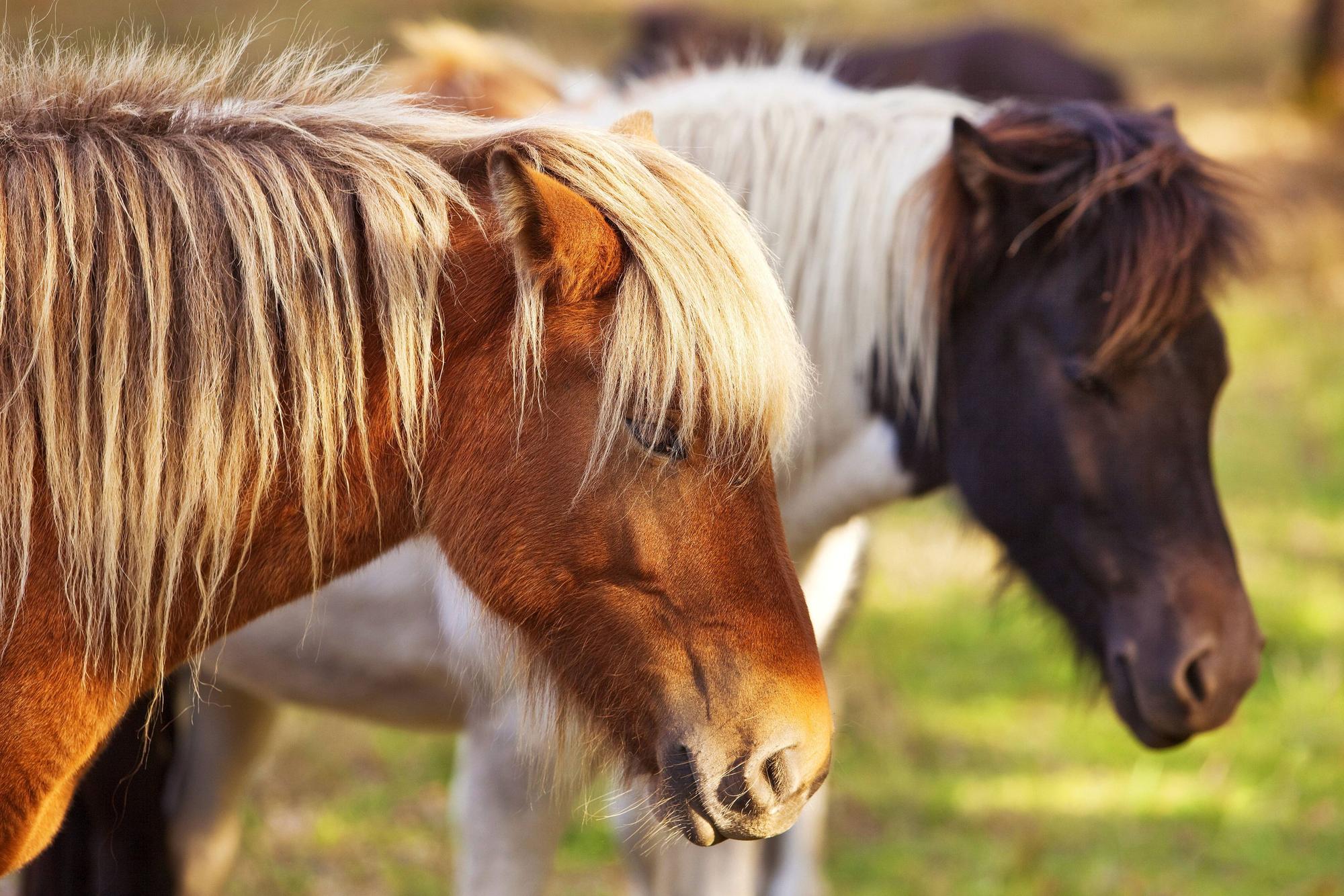 Für ihre Ponys brauchte eine Familie einen Unterstand. Die Petitions-Abgeordneten nahmen sich der Sache an. (Symbolbild)