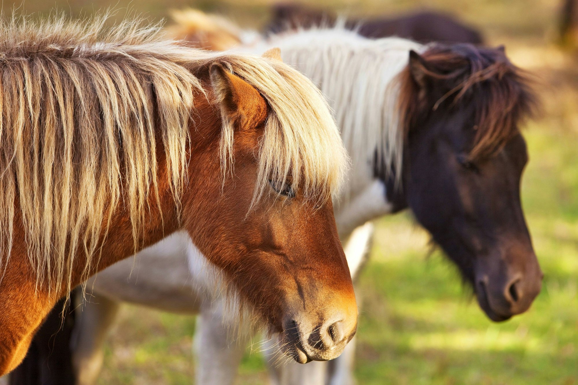 Für ihre Ponys brauchte eine Familie einen Unterstand. Die Petitions-Abgeordneten nahmen sich der Sache an. (Symbolbild)