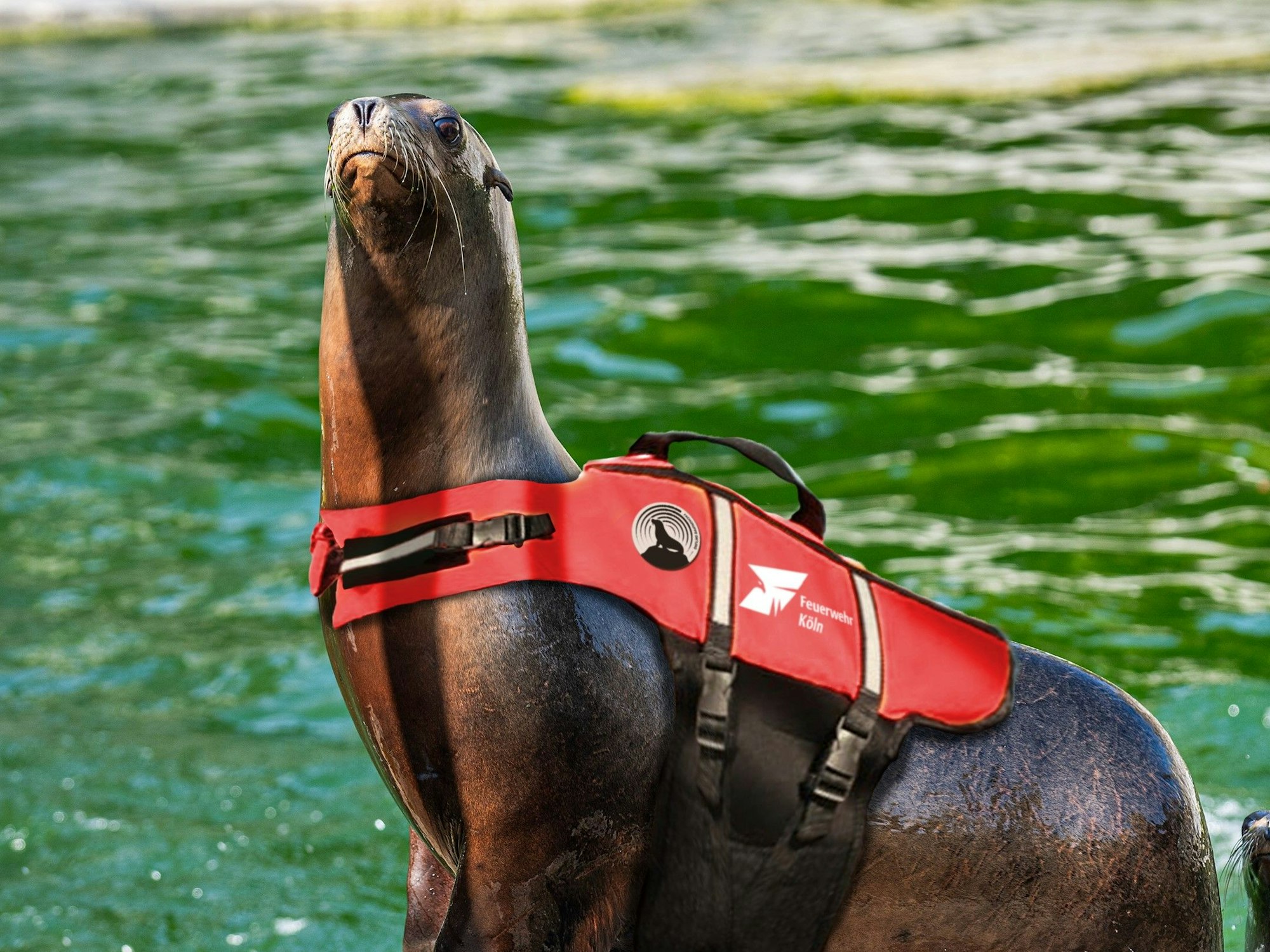 Der neue Feuerwehr-Kollege meldet sich zum Dienst.