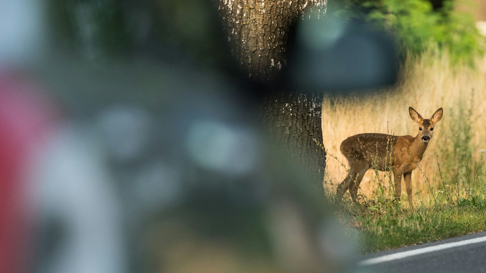 Ein junges Reh steht an einem Straßenrand.