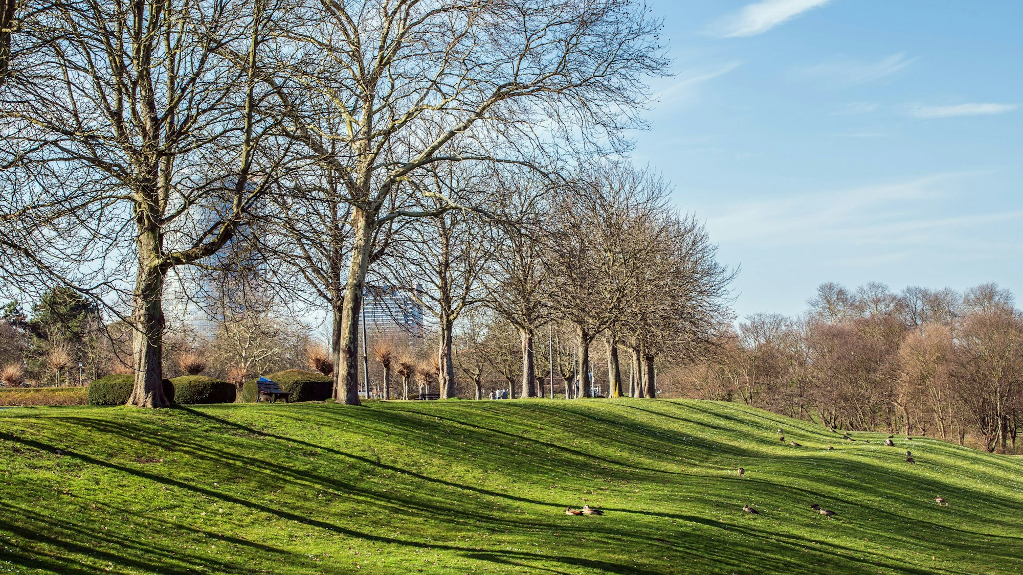 Die Wege in der Bonner Rheinaue sind an Flohmarkt-Tagen mit Hunderten Ständen und Tausenden Besucherinnen und Besuchern gefüllt. (Archivfoto)