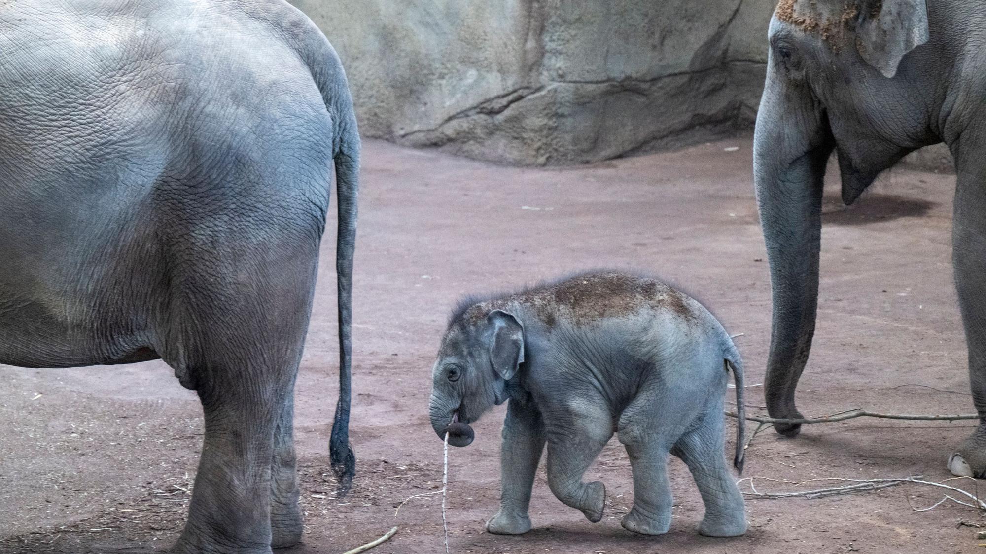 30.03.2025, Köln: Das neue Elefantenbaby Taro weicht seiner Mutter Marlar nicht von der Seite Am Elefantentag ist der Zoo gut besucht. Foto: Uwe Weiser