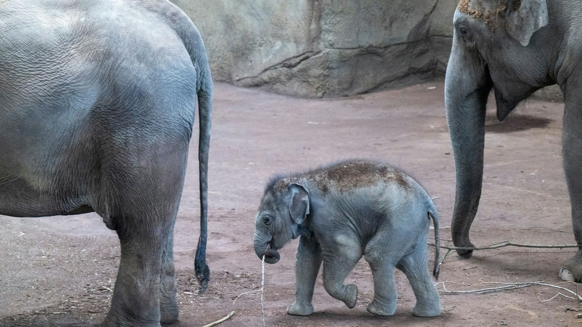 30.03.2025, Köln: Das neue Elefantenbaby Taro weicht seiner Mutter Marlar nicht von der Seite Am Elefantentag ist der Zoo gut besucht. Foto: Uwe Weiser