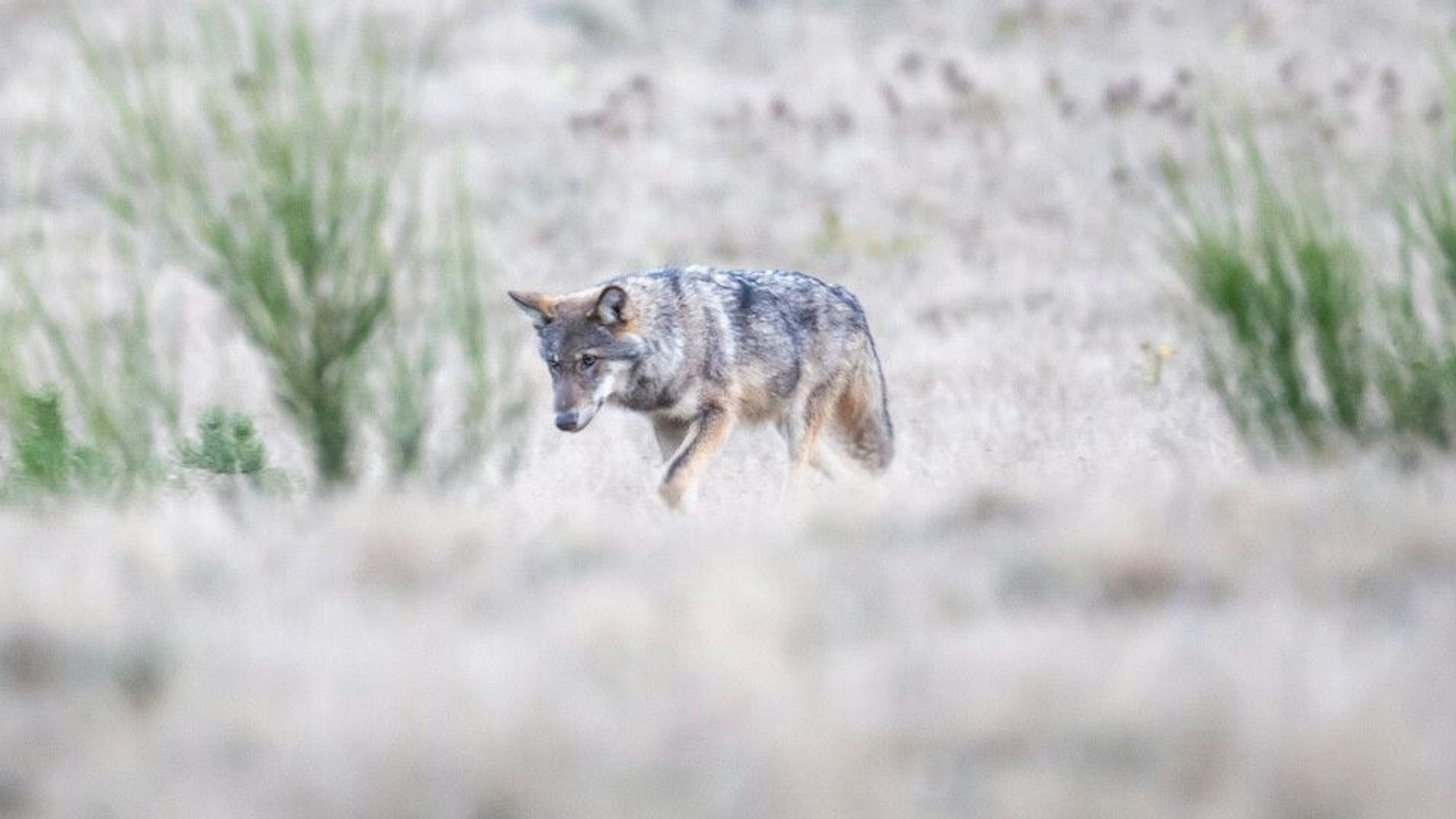 Ein Jungwolf in Norddeutschland auf der Suche nach einem eigenen Revier - solch ein Einzelgänger könnte auch in Rhein-Berg unterwegs sein.