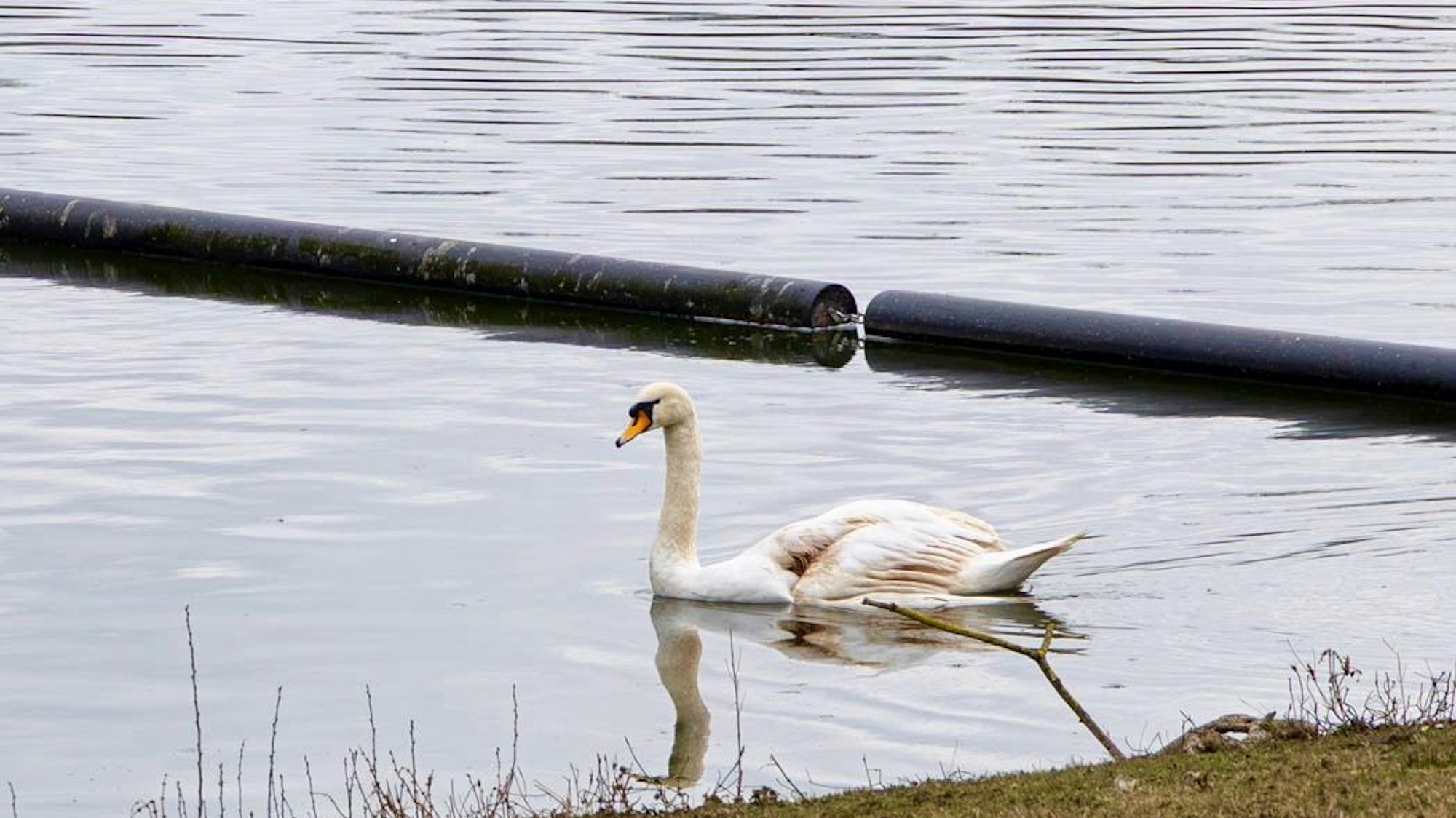 Ein verletzter Schwan auf einem Weiher