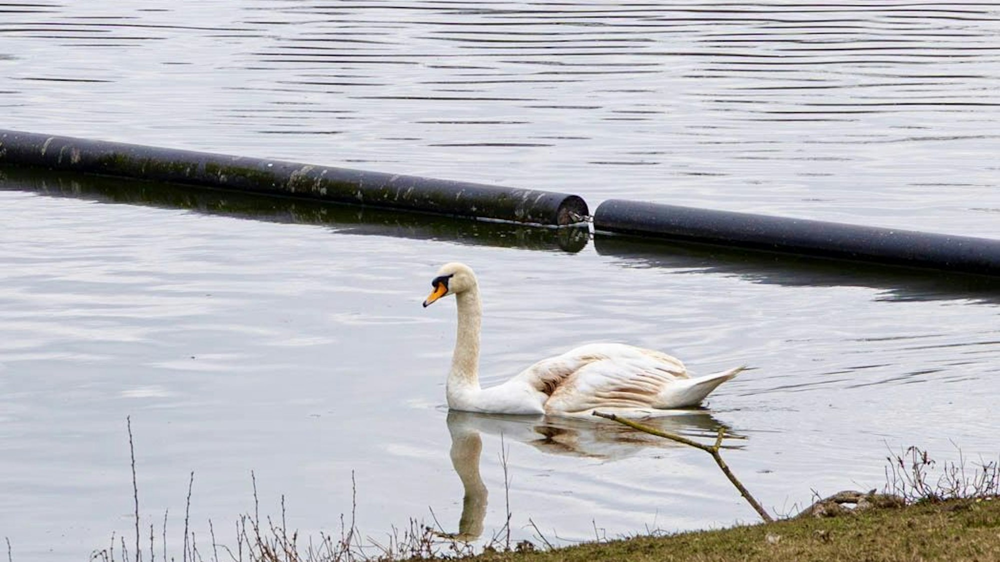 Ein verletzter Schwan auf einem Weiher