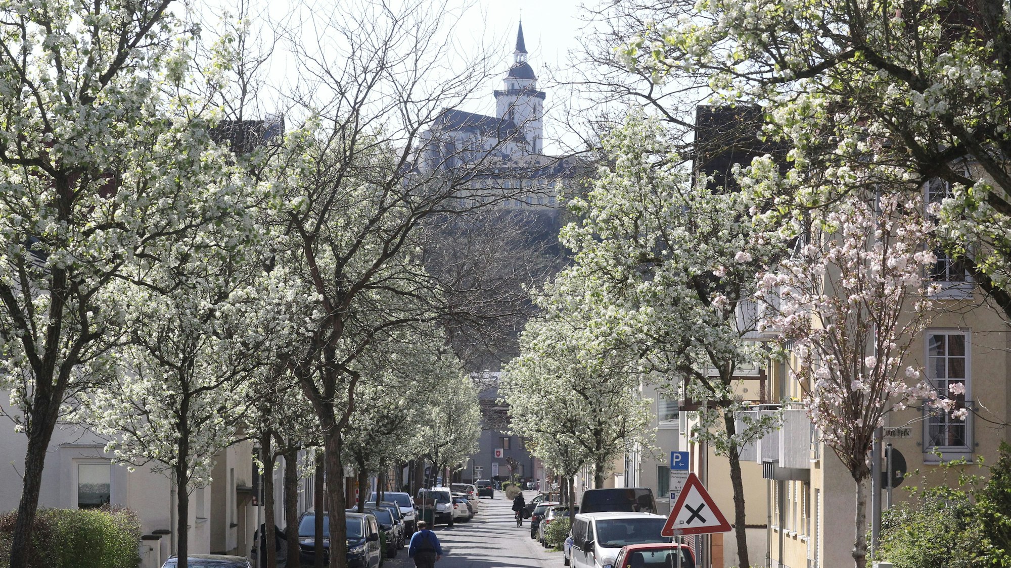 In Siegburg entlang der Straße Auf der Papagei stehen insgesamt 47 weiße Blüten-Bäume in voller Pracht.