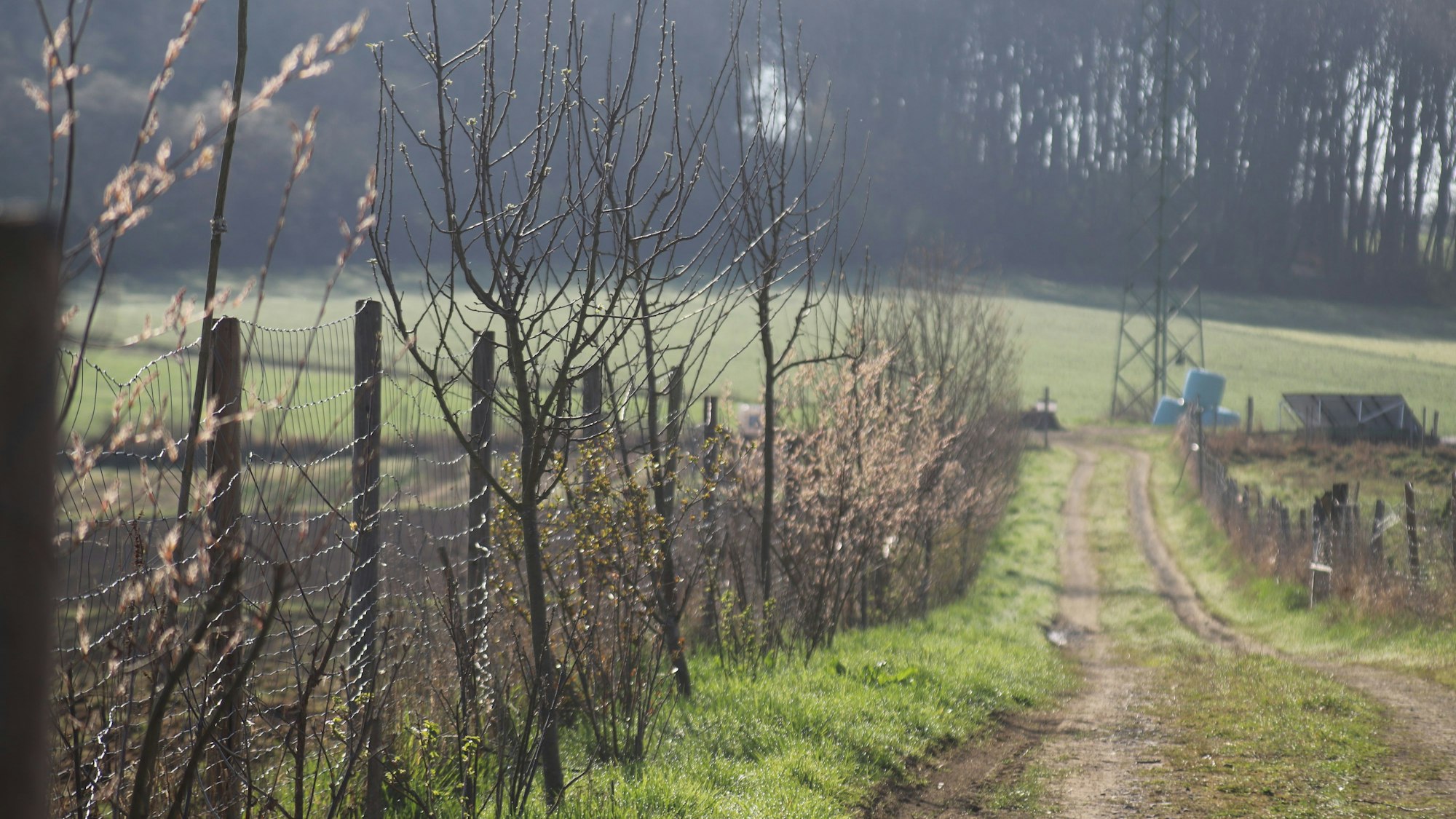 Die Mitglieder haben einen Agro-Forst zum Windschutz angepflanzt.