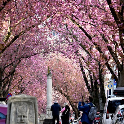 In der Heerstraße blühen die Japanische Nelkenkirschen.
