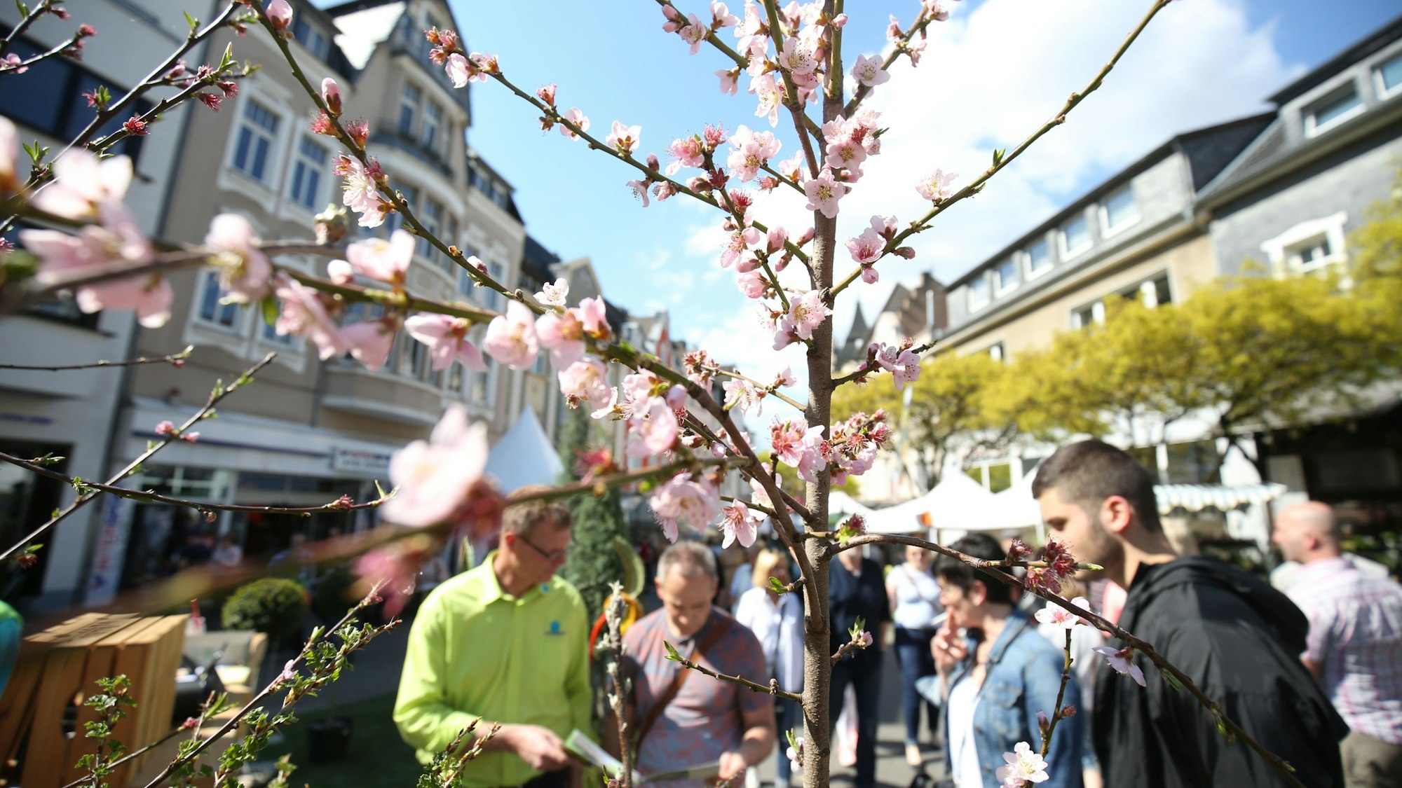 Blühende Blüten an einem Zweig, dahinter viele Menschen, die das Frühlingfest 2023 besuchten.