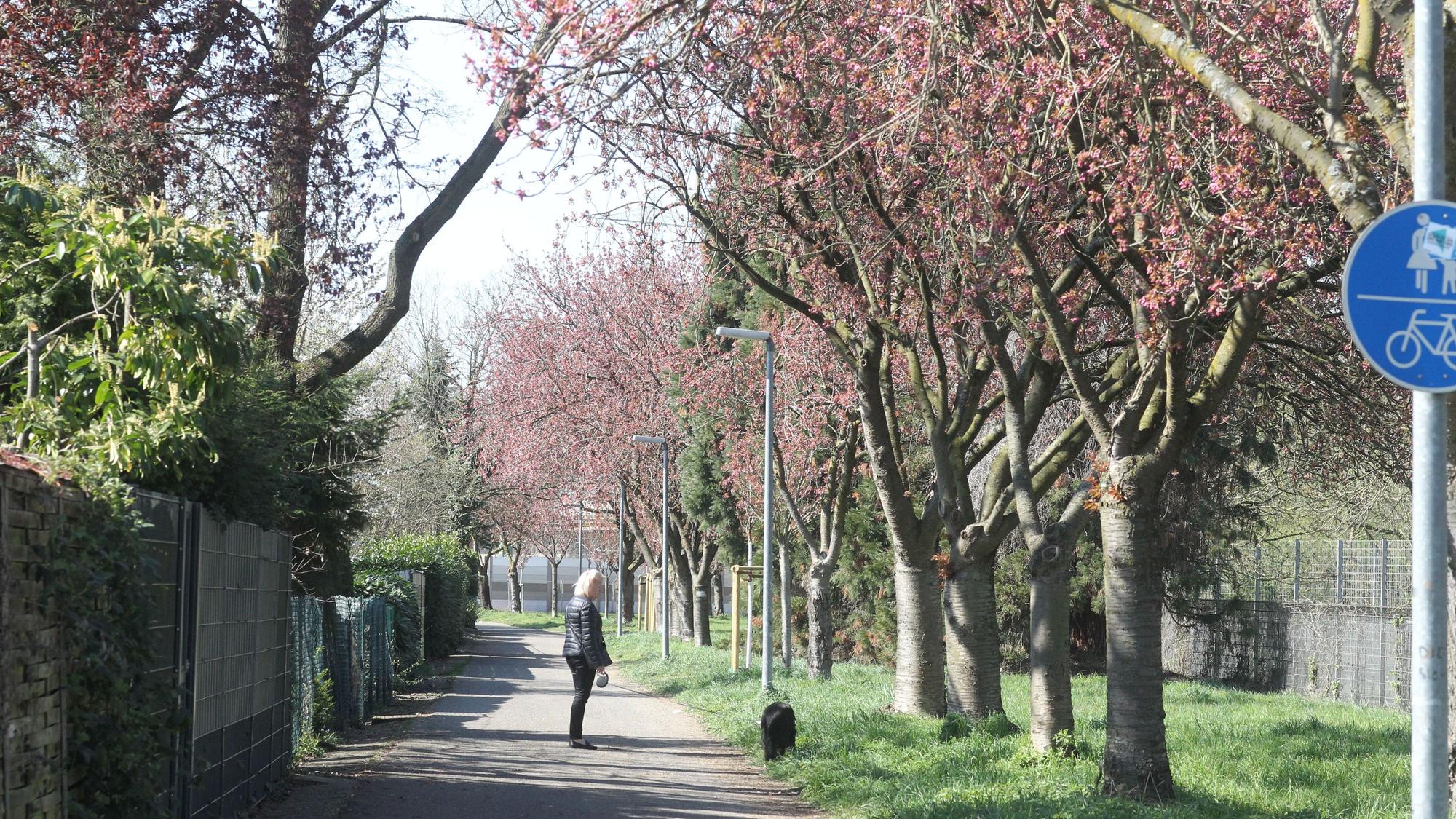 In Sankt Augustin Menden am Fußweg entlang des Sportplatzes stehen 36 Kirschbäume.