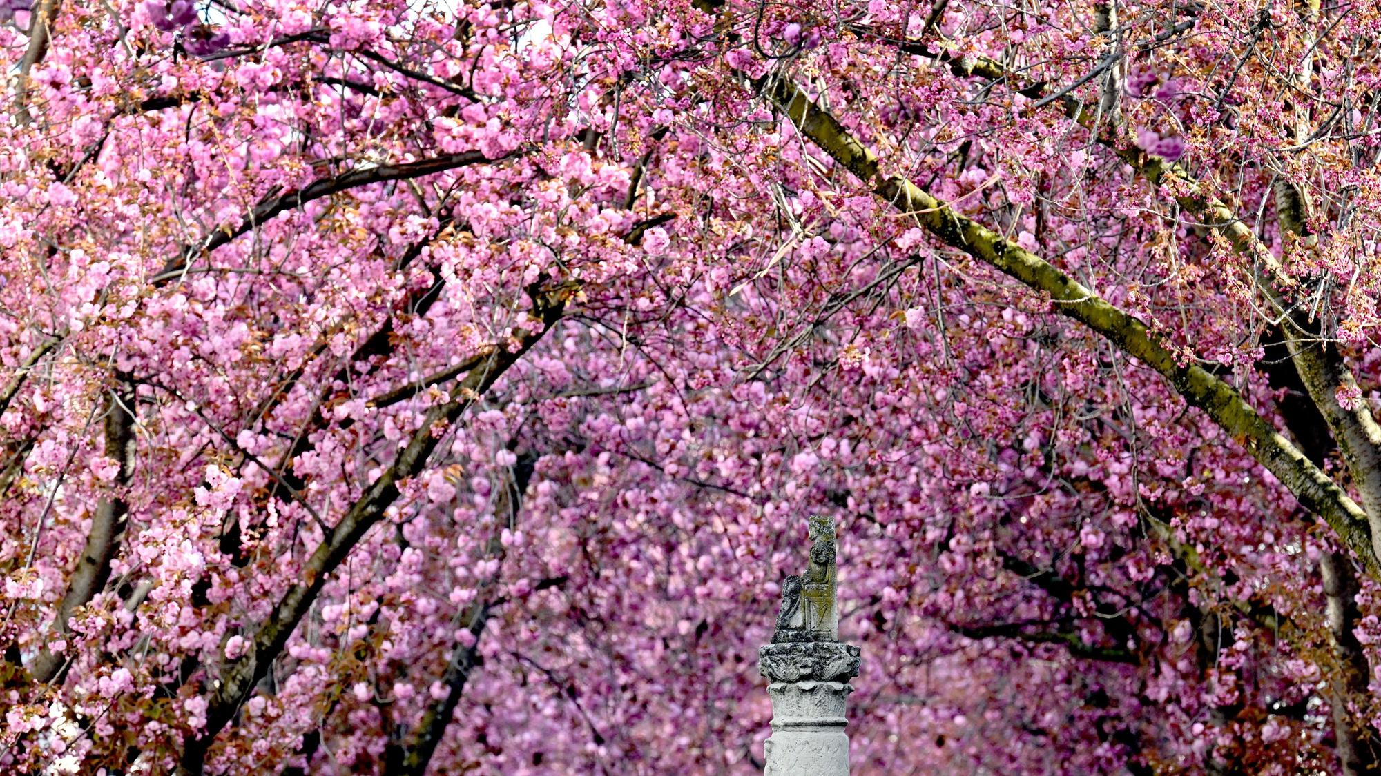Der Frühling ist eingekehrt und in der Heerstraße blühen die Kirschbäume.