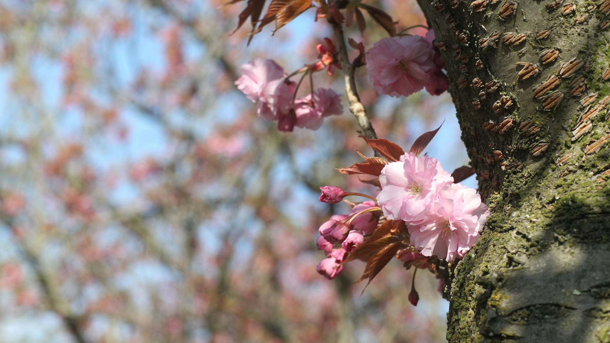 Die ersten Blüten sind an der Premnitzer Straße in Lülsdorf schon zu sehen.