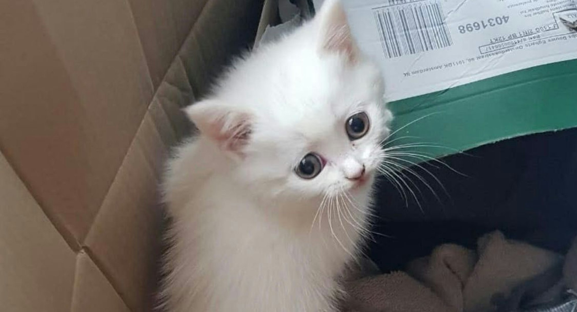 Ausgesetzt in einem Karton in Sankt Augustin: Das erst wenige Wochen alte Katzenbaby ist noch völlig verängstigt.