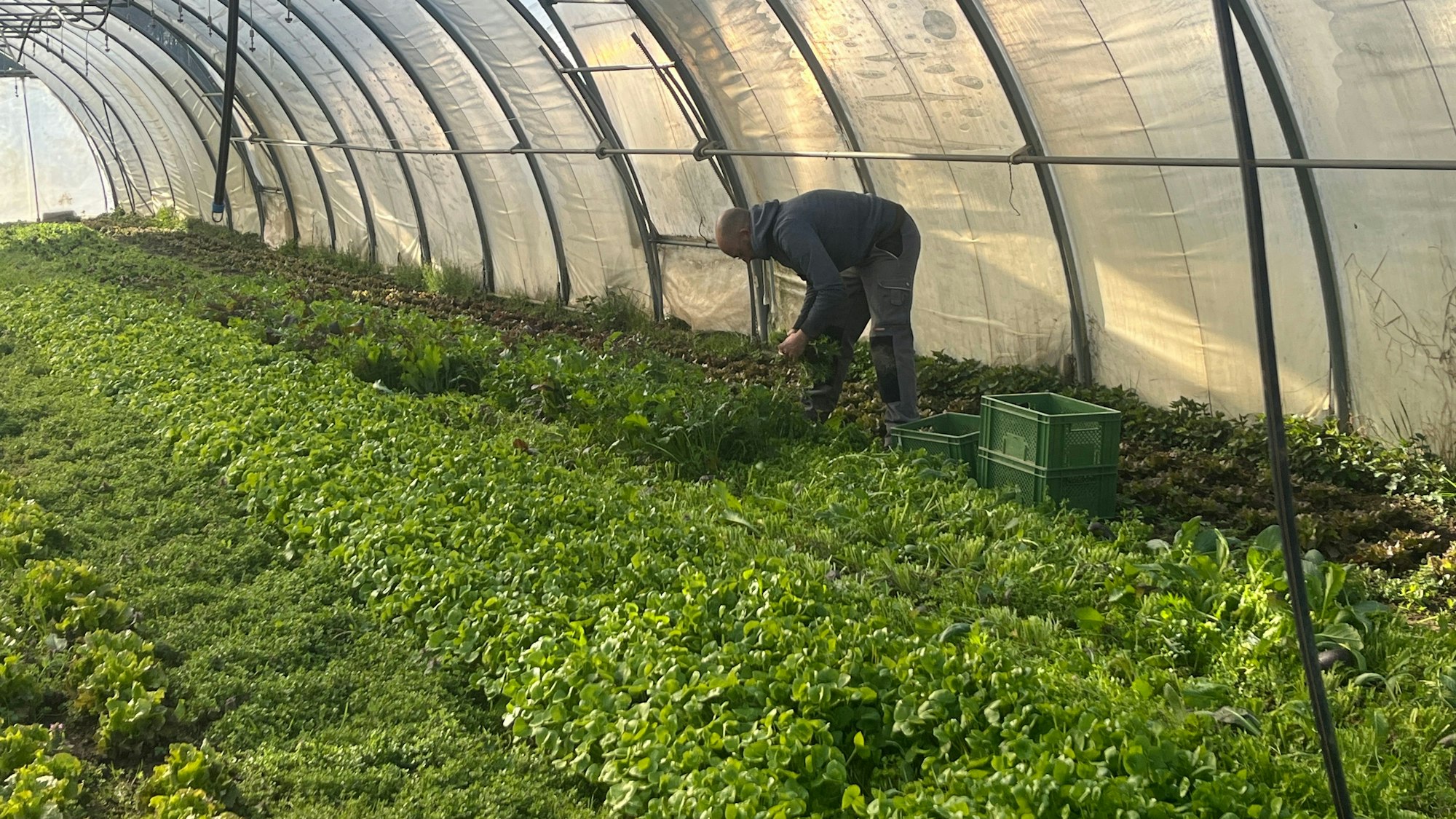 Gärtner Daniel Schöb pflückt im Folientunnel frischen Salat für die Abholung.