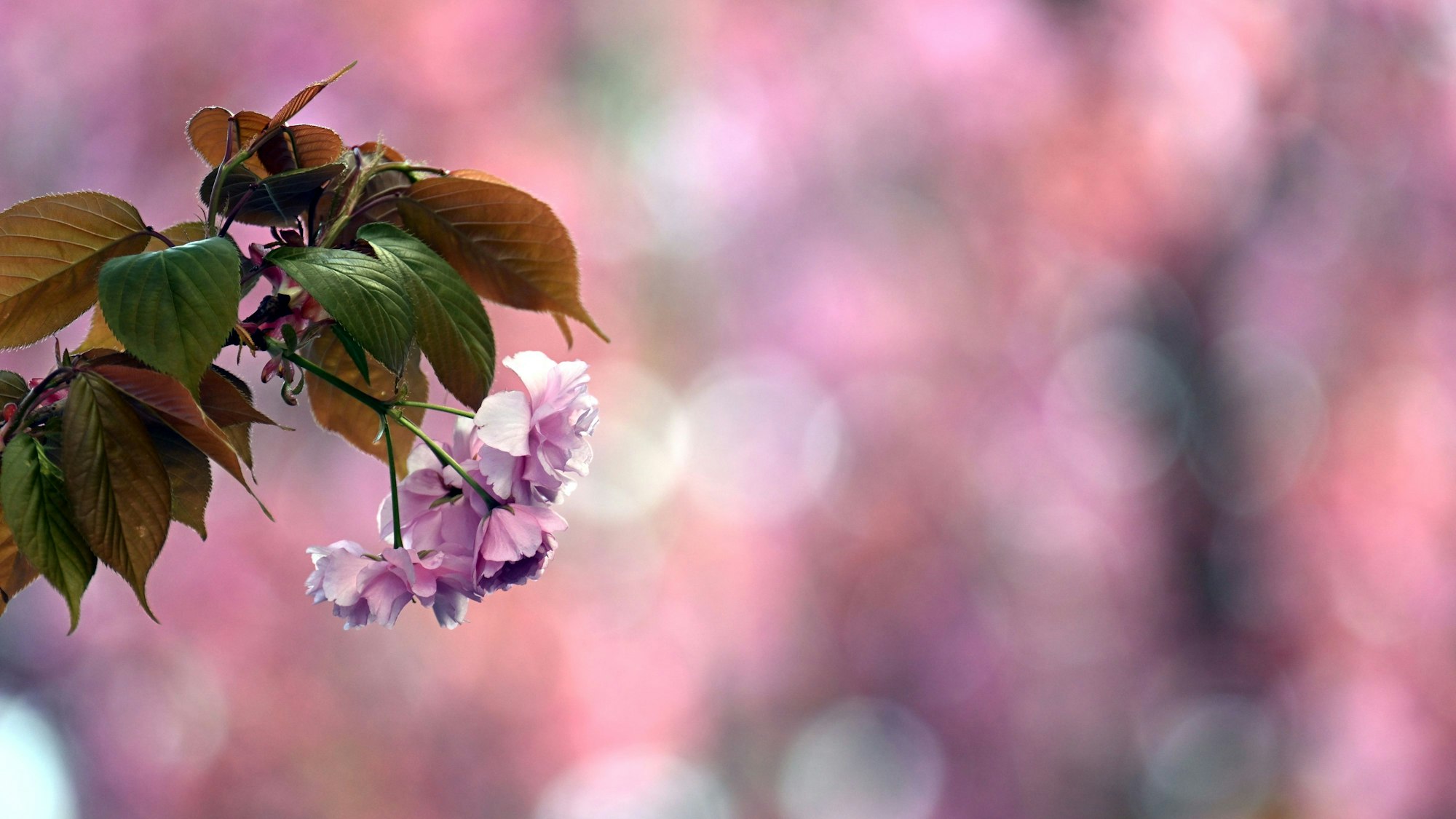 Mit den warmen Frühlingstemperaturen blühen bald auch die zögerlichsten Blüten.