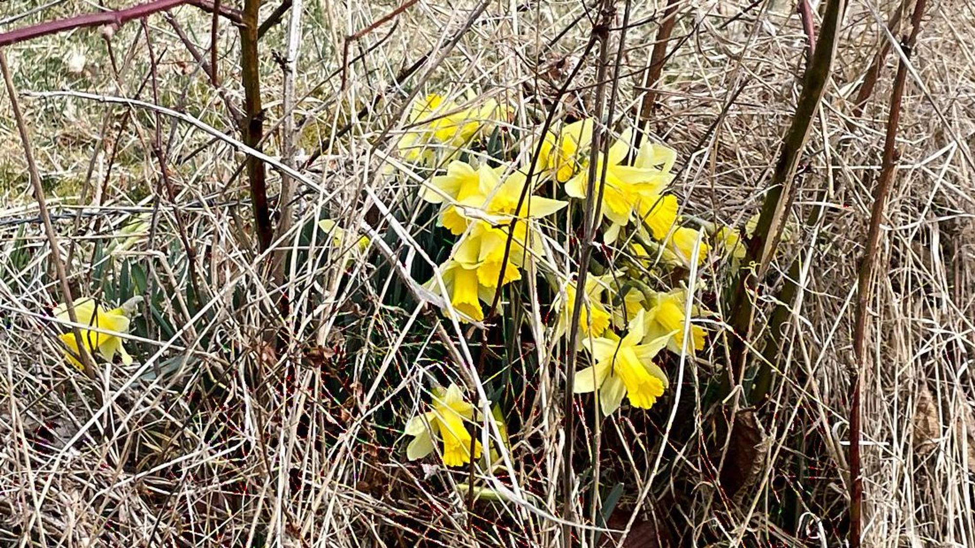 Einige Narzissen blühen zwischen verdorrtem Gras und unter Zweigen.